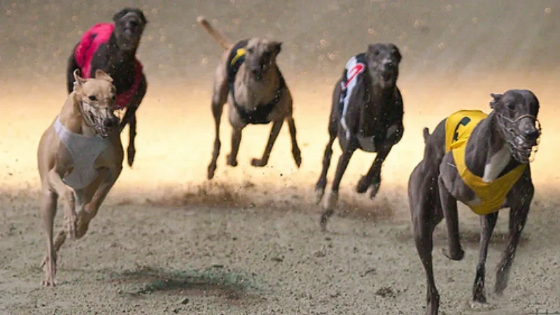 Tổng quan về cá cược đua chó